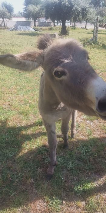 Conheça o Tony: O seu novo melhor amigo de quatro patas!