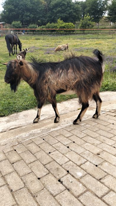 Cabrito com dois anos há procura novo pasto muito meigo adora criancas