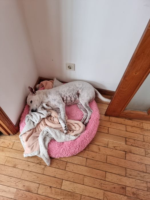 Cão macho para adoção!