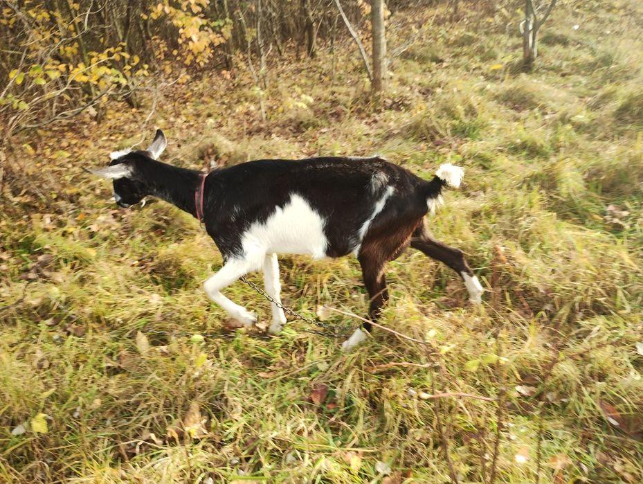 Koza mleczna 50% anglonubijska zakocona