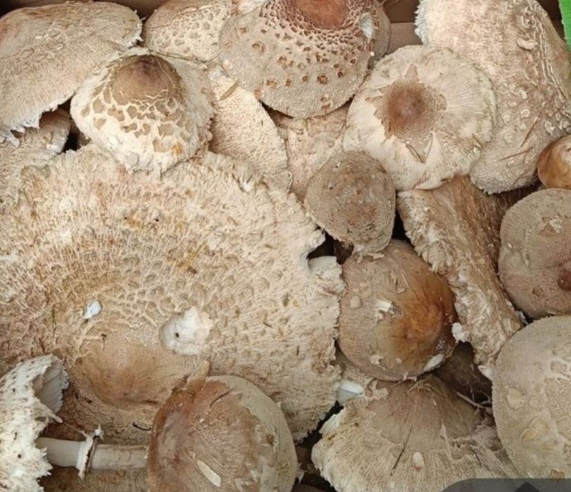 Grzyby kanie - suszone kapelusze