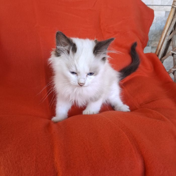 Ragdoll kotka rodowód +wyprawka
