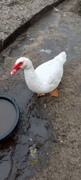 Качки мускусни білі