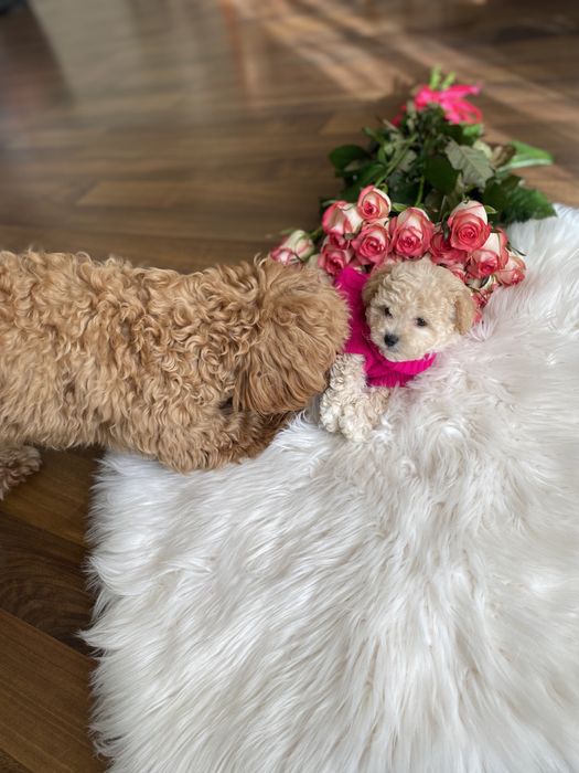 Мальтипу карамельні цуцики