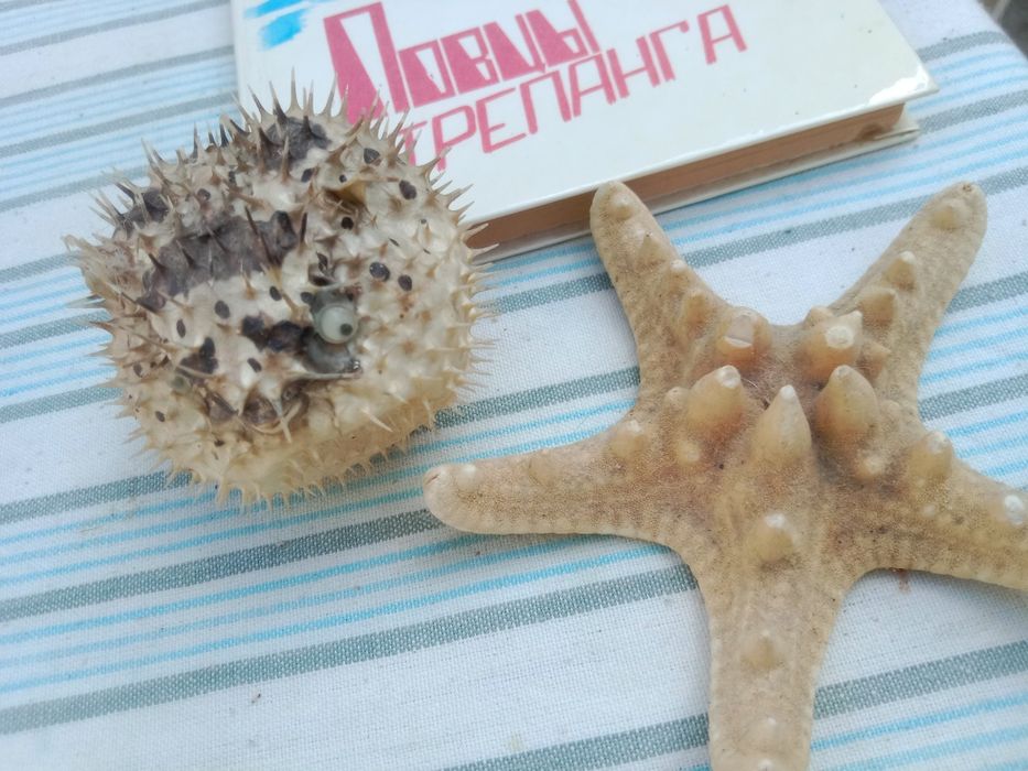 Риба фугу и звезда