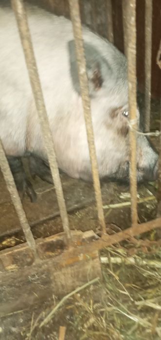 Продам в'єтнамські свині