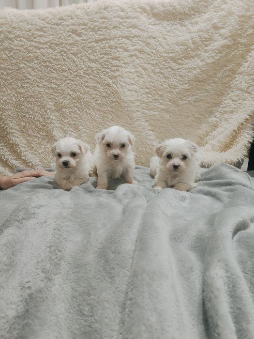 Цуценята Мальтезе