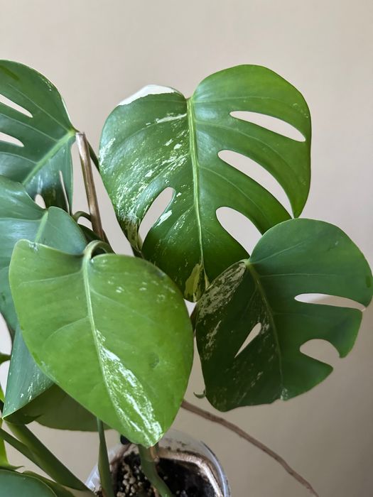 Monstera variegata