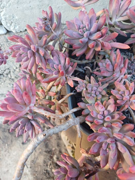 Сукуленти різні види