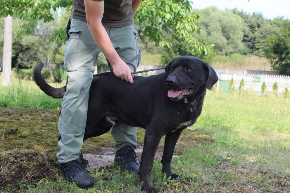 044327  Kelly do adopcji.