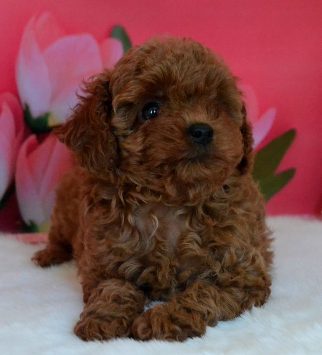 Собачка той пудель дівчинка