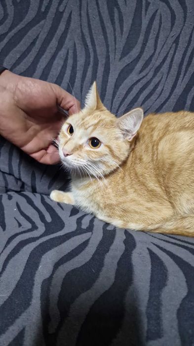 Gatinho para adoção