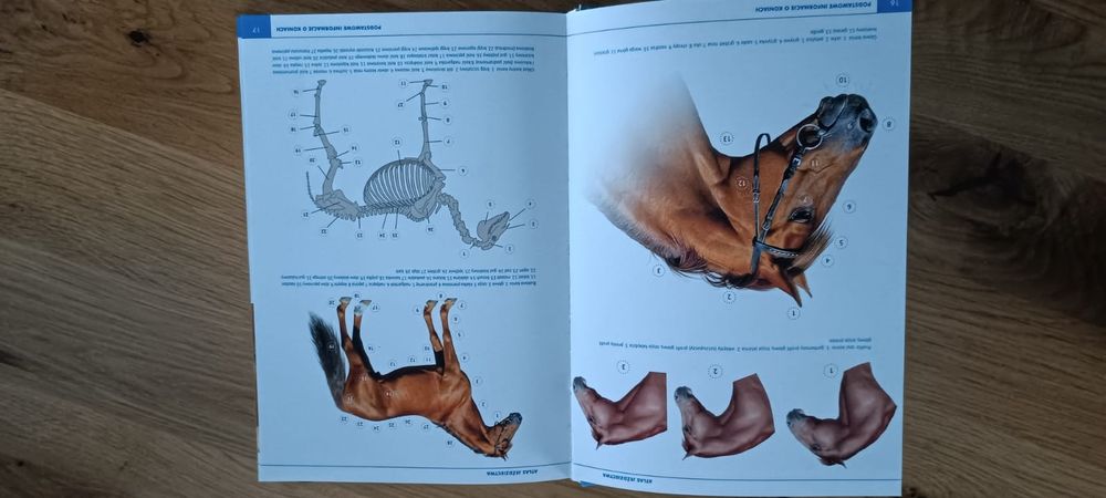 Atlas jeździectwa