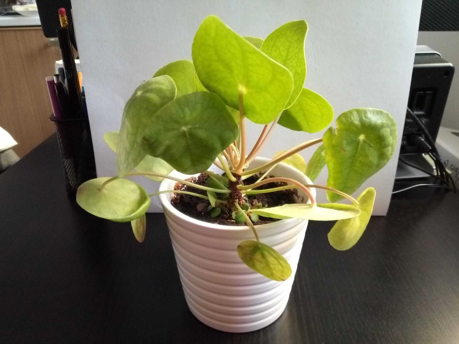Pilea, tzw. pieniążek, roślina ozdobna, sadzonki