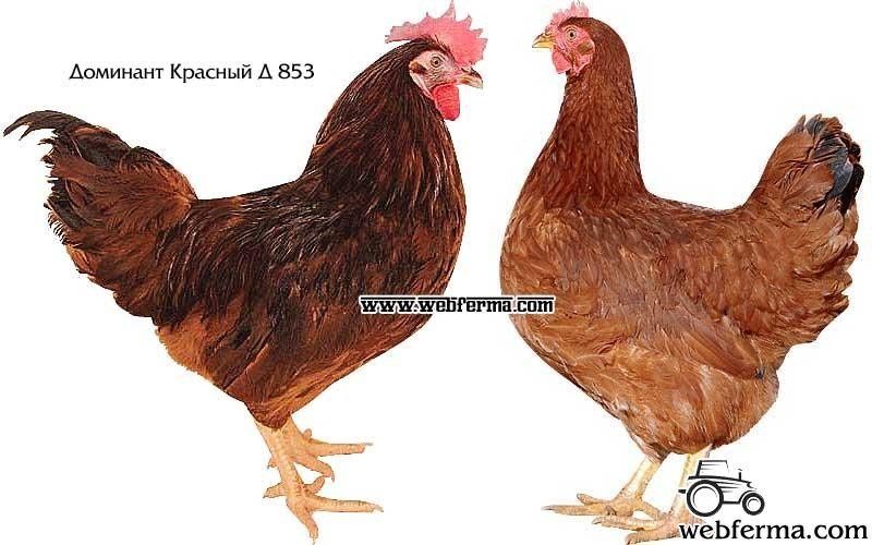 Яйце інкубаційне Домінант червоний д 853