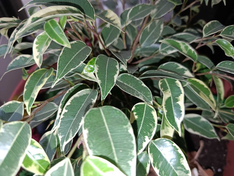 Фикус фікус Бенджаміна «Кінкі» (Ficus benjamina Kinky).