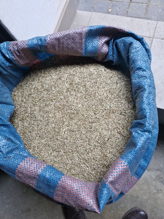 Trawa życica trwała boxer