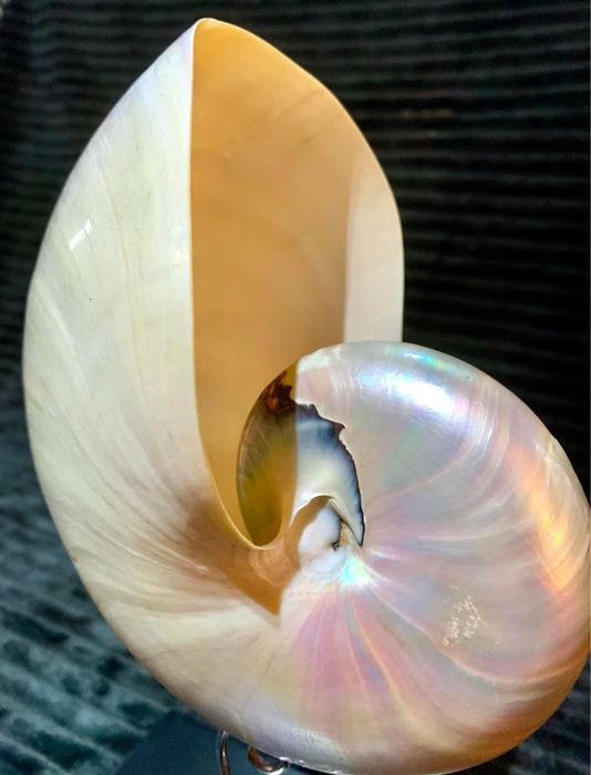 Grande concha de nautilus montada em suporte de prata e madeira lacada