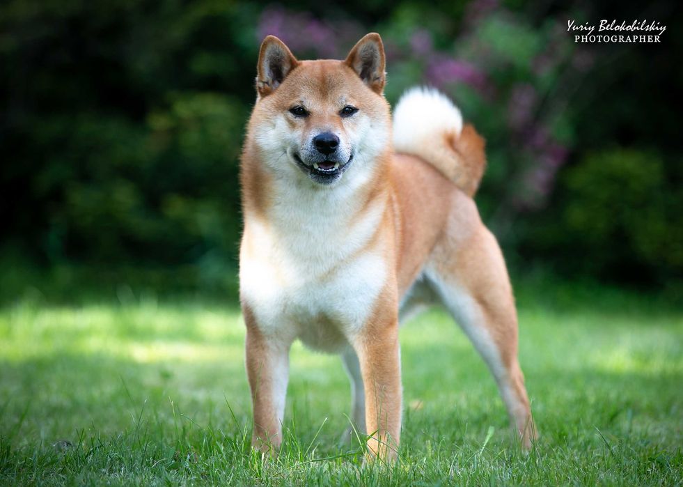 Открыт для вязки шикарный и темпераментный кобель SHIBA INU (шиба)