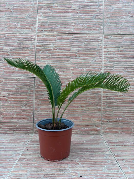 Plantas Sica (Cycas Revoluta) em Vaso - Vários Tamanhos