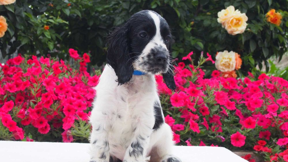 Cocker spaniel angielski