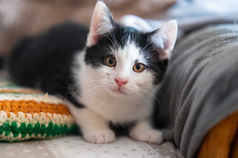 AMOREK – mały Kupidyn, który trafi prosto w Twoje serce