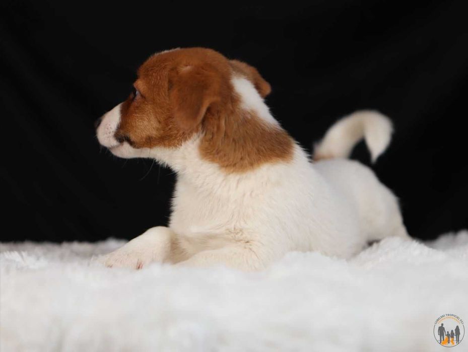 Jack Russell Terrier ZKwP FCI suczka w.krótki
