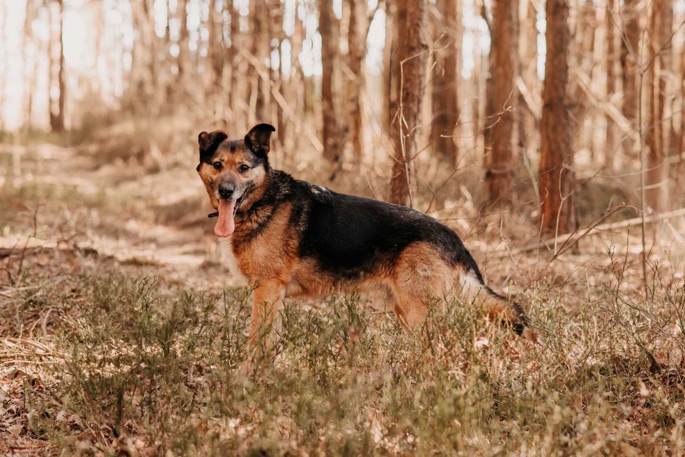 Mega pozytywny pieszczoch Gringo poleca się do adopcji!!!