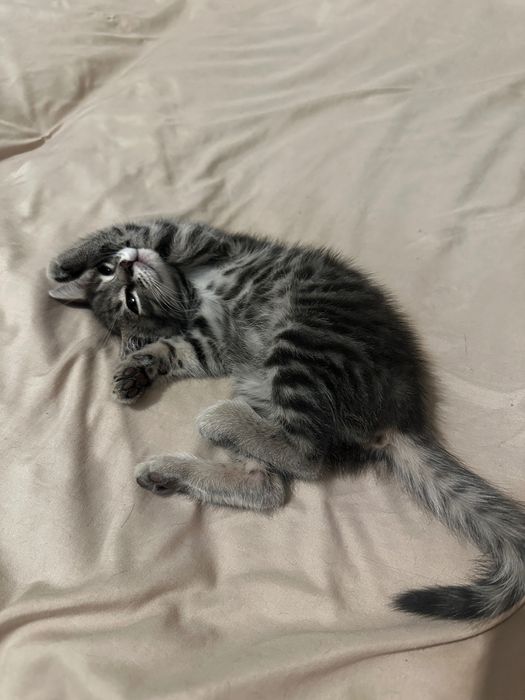 Отдам котёнка в хорошие руки