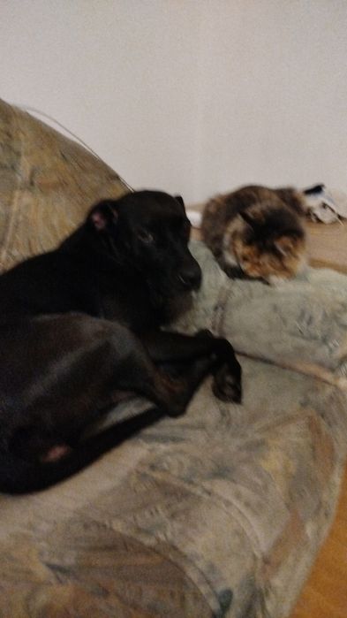 Oddam psa w typie amstaffa