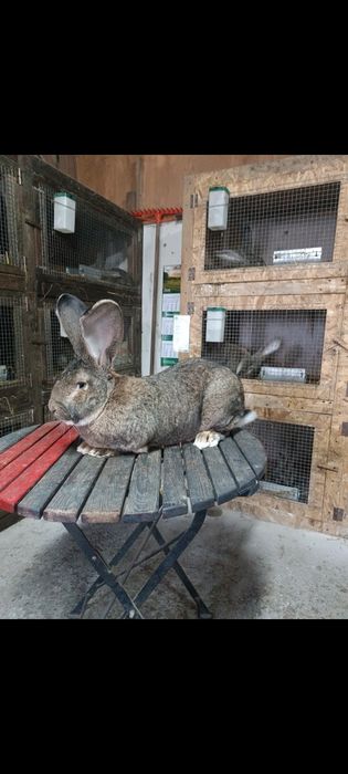 Olbrzym belgijski samce