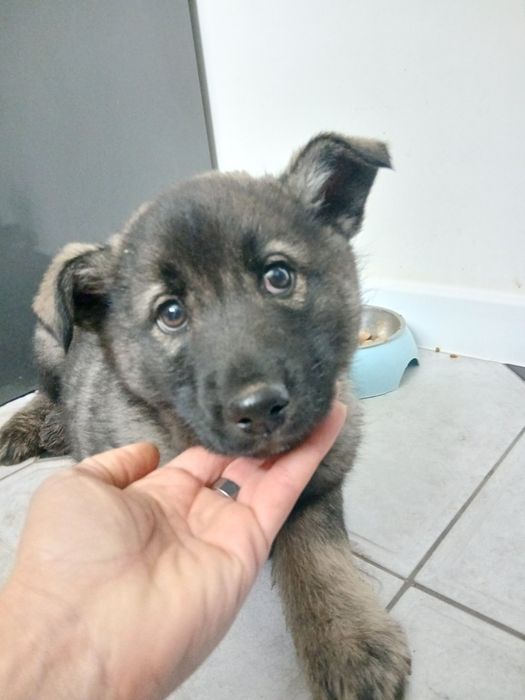 Собачки безкоштовно