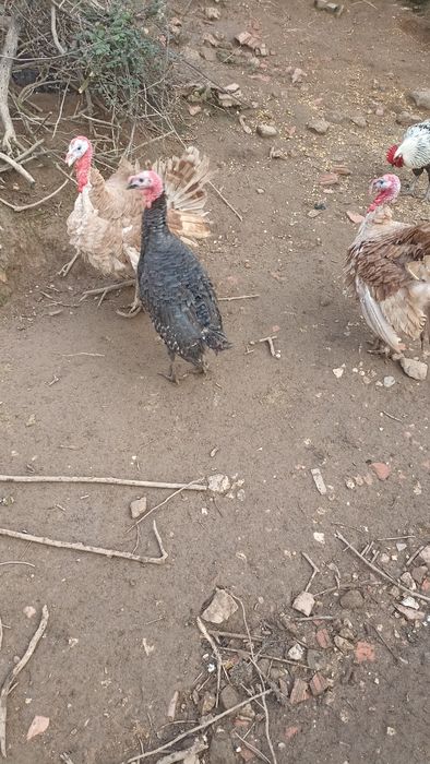 Perus novos com 5 meses