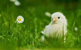 Продам суточный бройлер КОББ 500