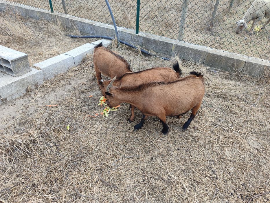 Três cabras anãs,