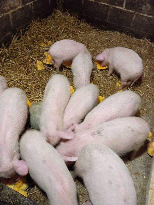 Пролам поросят від 10 до 15 кг