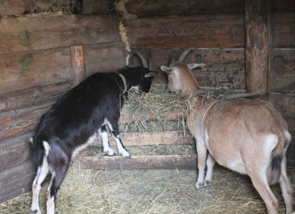 СЕНО В БУДКУ СОБАКАМ в тюках мешках, сіно степное с доставкой.