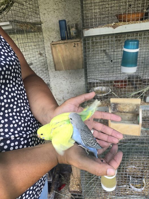 Piriquitos criados a mão