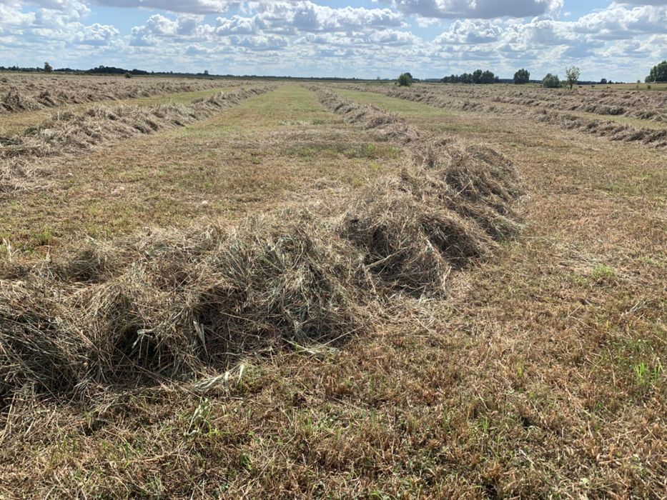 Siano bele zbiór 2025