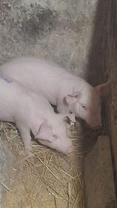 Продаються поросята