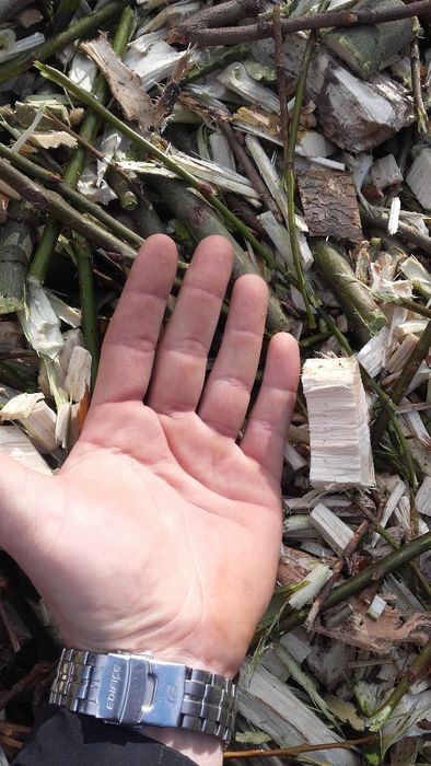 zrębka.  kora drzewna pod tuje