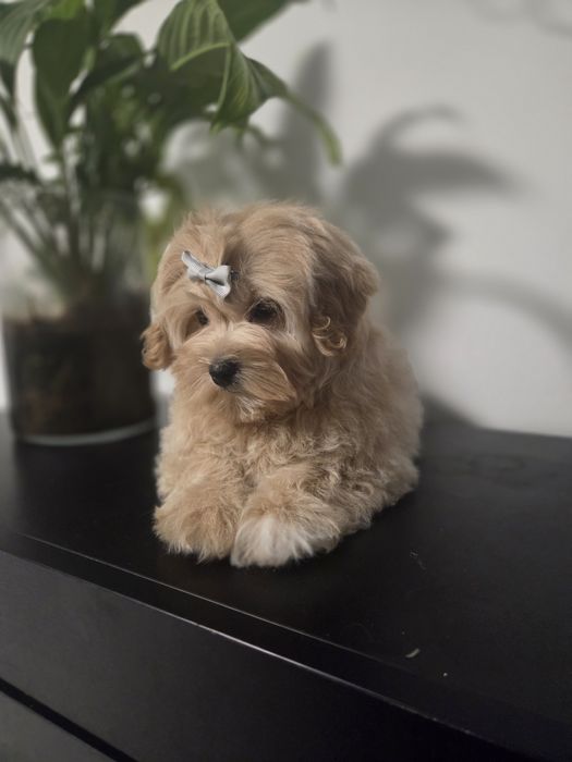 Maltipoo chłopiec do odbioru!