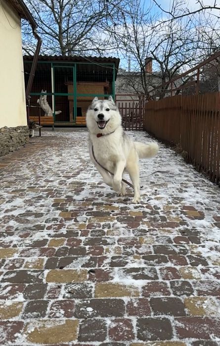 Жизнерадостный парень хаски