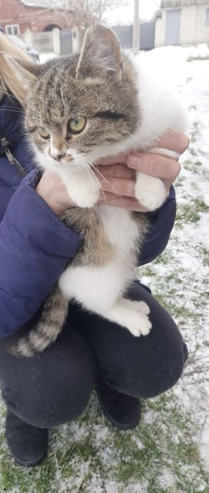 Кішечка кошеня дівчинка