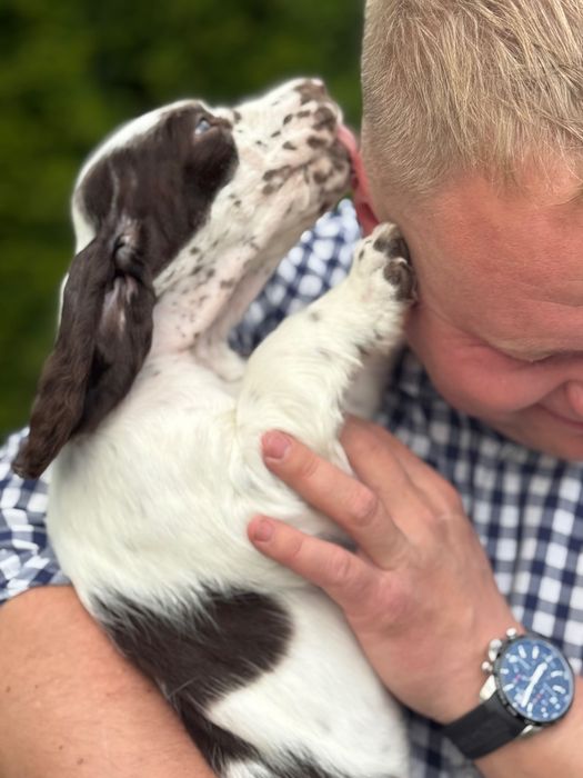 Suczka rasy Springer Spaniel Angielski ZKwP FCI