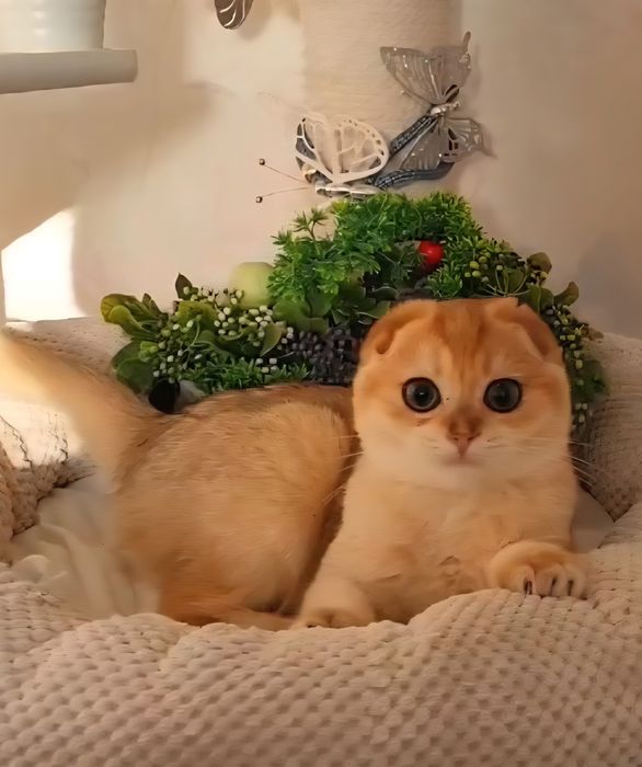 Шотландська дівчинка золота шиншила