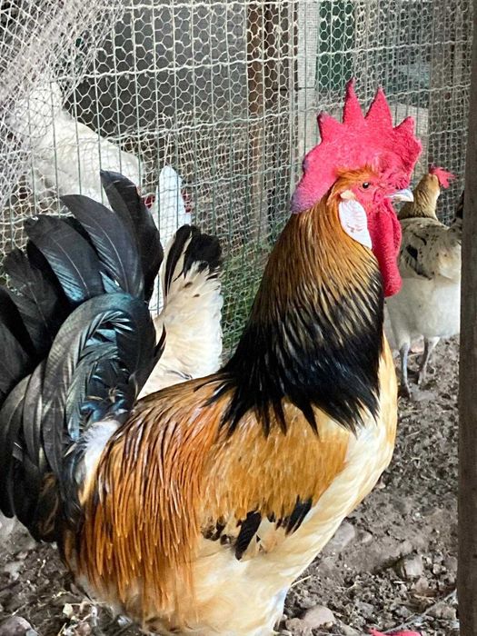 Surenha Morucha, ovos decundados /galados