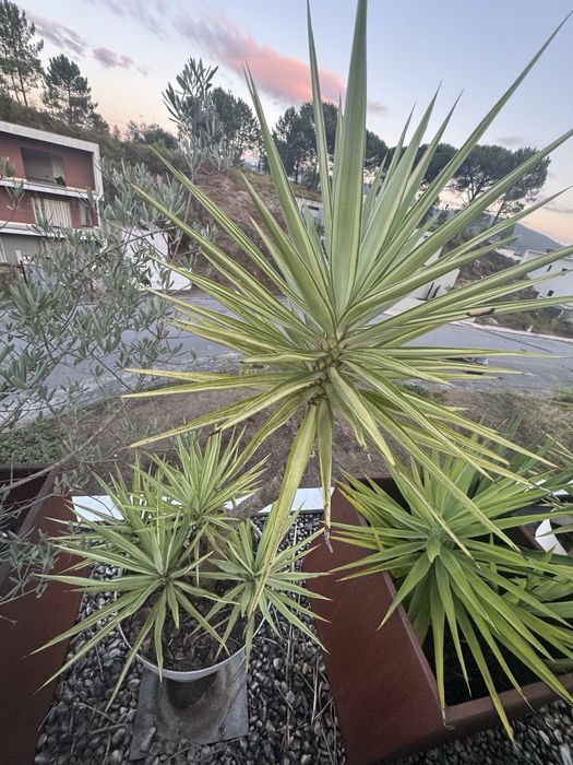 Plantas em com vaso (tenho 12)  preco unitario