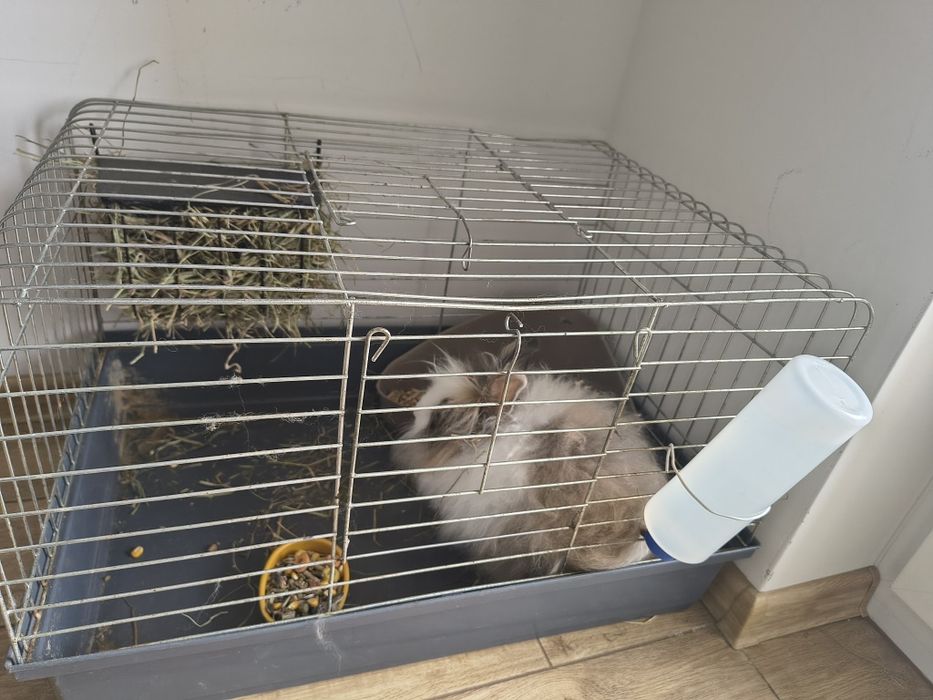 Sprzedam królika z całą klatką lub samego