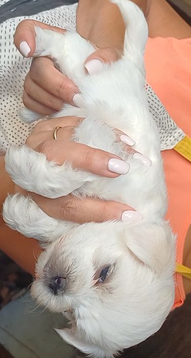 Bichon Maltês Disponível